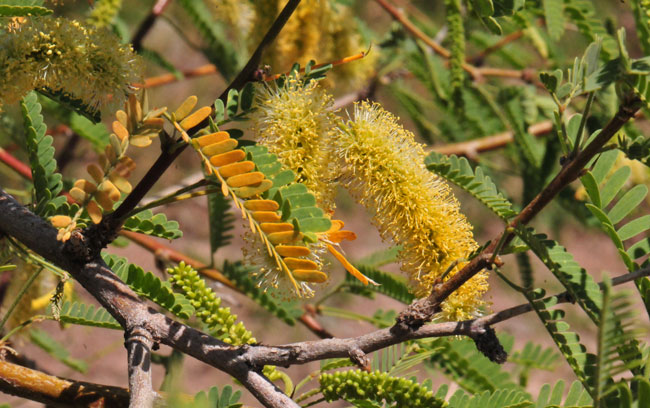 Prosopis juliflora, Mesquite Prosopis juliflora, Mesquite